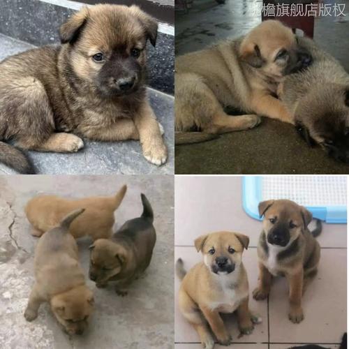 为什么有人说中华田园犬看家很厉害，但是没有金毛犬和拉布拉多犬聪明「男子收养野猪染金毛视频」 明星娱乐